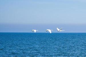 three mute swans in flight over the Baltic Sea. White plumage in the large birds photo