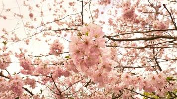 Cherry blossoms in the park in Berlin. In spring these beautiful looking flowers photo