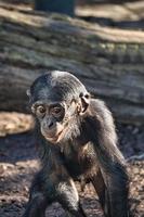 a chimpanzee baba from the berlin zoo. goggle eyes look out for new adventures. photo