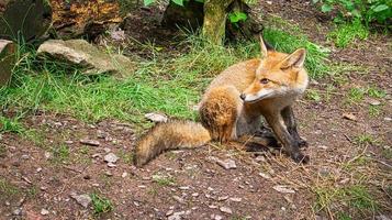 Fox in close-up with view to the viewer. The animal has no fear and looks interested photo