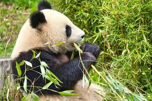 gran panda sentado comiendo bambú. especie en peligro. mamífero blanco y negro foto