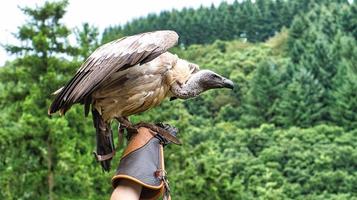 buitre leonado en el guante del cetrero listo para volar de cerca. pájaro grande colosal foto