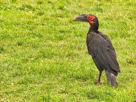 An African horned raven at Marlow Bird Park. photo