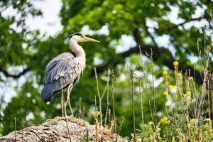 gray heron lurks for prey. of the birds stands still. Close-up of the beautiful plumage. photo