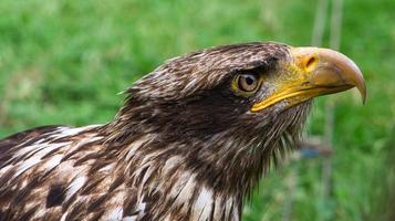 Golden eagle portrai photograph of the head . Brown, white plumage photo