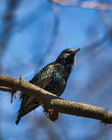 pájaro estornino en una rama cantando foto