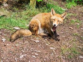 Fox in close-up with view to the viewer. photo