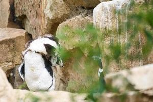 Penguins with black and white feathers animal photo in close up of bird.