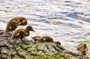 Ducks chicks on a log in the river. Small water birds with fluffy feathers. Animal photo