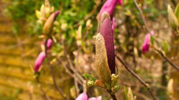 Los árboles de magnolia son un verdadero esplendor en la época de floración. una naturaleza que llama la atención foto