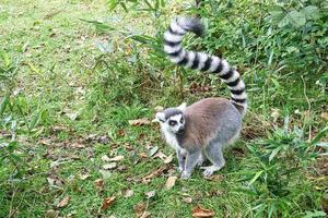 Maki monkey on the ground looking at the viewer. interested and playful are the black and white monkeys. photo