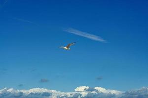 Seagull flying in the sky over the Baltic Sea in Zingst. photo