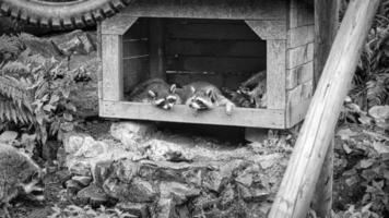 Several raccoon in a black and white shot in a raccoon hut. photo