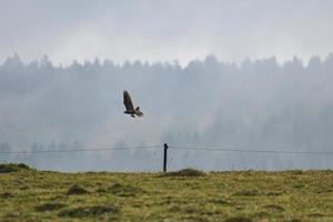 bird of prey that brings its beaten prey away. In the morning photo