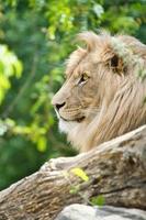 Lion with beautiful mane lying on a rock. Relaxed predator. Animal photo big cat.