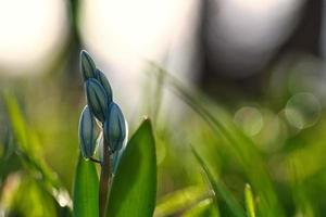 el jacinto estrella común son flores tempranas que anuncian la primavera. Florece en Semana Santa. foto