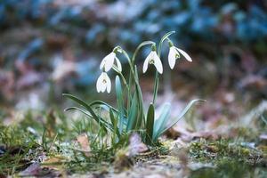 Snowdrops on a meadow to the beginning of spring. Delicate flower with white blossoms. photo