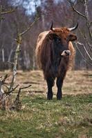 ganado de las tierras altas en un prado. poderosos cuernos de pelaje castaño. agricultura y crianza de animales foto