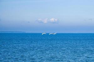 three mute swans in flight over the Baltic Sea. White plumage in the large birds photo