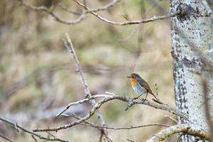 Robin on a branch in the National Park darss. Colorful plumage of the small songbird. photo
