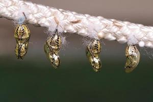 Cocoons suspended from a rope. They are kept here until they hatch photo