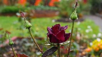 rosa vermelha escura com gotas de água e folhas verdes escuras crescendo no jardim video