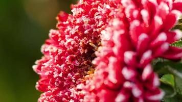 Red Aster flower with frost on a foggy frosty morning, rack focus video