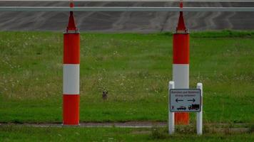 Liebre europea Lepus europaeus cerca de la pista. Texto en la placa Entrar y conducir terminantemente prohibido. aeropuerto de dusseldorf, alemania video