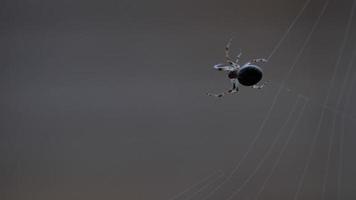 araña araña de jardín araneus teje una red video
