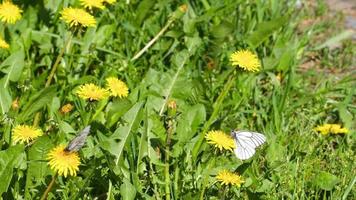 Insects in a summer field. Butterflies fly over yellow dandelions on a green lawn. Summer season concept video