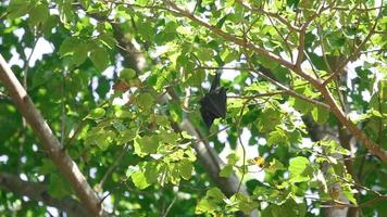 el zorro volador de lyle pteropus lylei cuelga de la rama de un árbol y se lava
