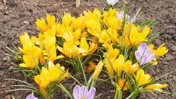 macizo de flores con azafranes en el jardín a principios de primavera. los insectos polinizan las primeras flores. lapso de tiempo, los azafranes florecen al sol en primavera video