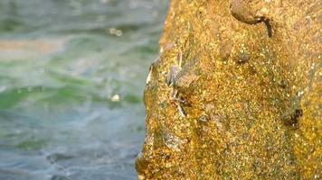 Crabs on the rock and rippled rockskipper fishes, rolling waves, close up, slow motion video