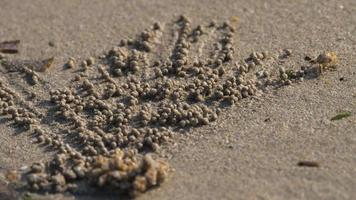scopimera globosa, sand bubbler crab ou sand bubbler vivem na praia de nai yang, na ilha tropical de phuket. eles se alimentam filtrando areia através de suas bocas, deixando para trás bolas de areia.