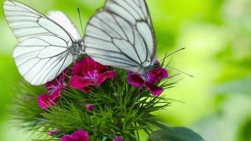 Aporia crataegi Black veined white butterfly mating on Carnation flower video