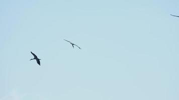 bando de asiáticos anastomus oscitans voando no céu azul durante a temporada de migração na ilha de phuket, tailândia. video