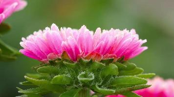 fiore rosa aster con gelo in una mattina gelida nebbiosa, messa a fuoco del rack video