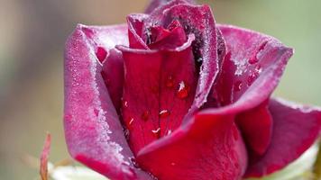 une rose rouge foncé, touchée par le gel d'automne, dans le jardin par un matin glacial et brumeux