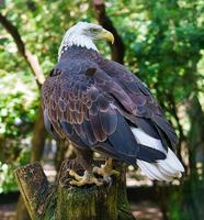 águila calva en retrato. el animal heráldico de los estados unidos. majestuosa ave de rapiña. foto