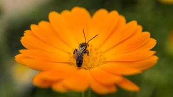 Honey bee on a flower collecting nectar. photo