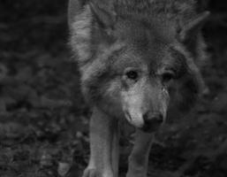 lobo siberiano, en fotografía en blanco y negro. retrato del depredador. foto