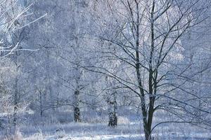 snowy birch forest on the outskirts of Berlin photo