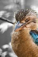 Hans riendo en una rama. hermoso plumaje colorido del pájaro australiano. foto