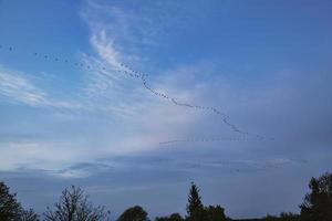 Cranes moving in formation in the sky. Migratory birds on the Darss. photo