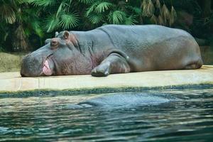 hipopótamo tirado en el suelo de piedra y descansando. mamífero grande de áfrica. animales veganos foto