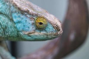 Chameleon on a branch with eye contact with the viewer. green, yellow red scales photo