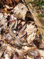 Lizard on the ground between leaves in the forest sunbathing. photo