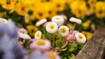 spring flowers in different varieties decoratively planted. photo