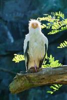 Dirt vulture portrait. Wild hairstyle. Vulture bird sitting on a branch. Bird photo