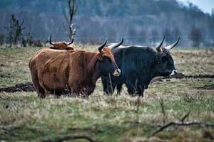 Black and white shot of highland cattle on a meadow. Powerful horns brown fur. photo